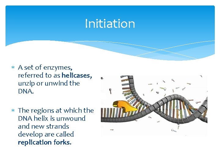 Initiation A set of enzymes, referred to as helicases, unzip or unwind the DNA.
