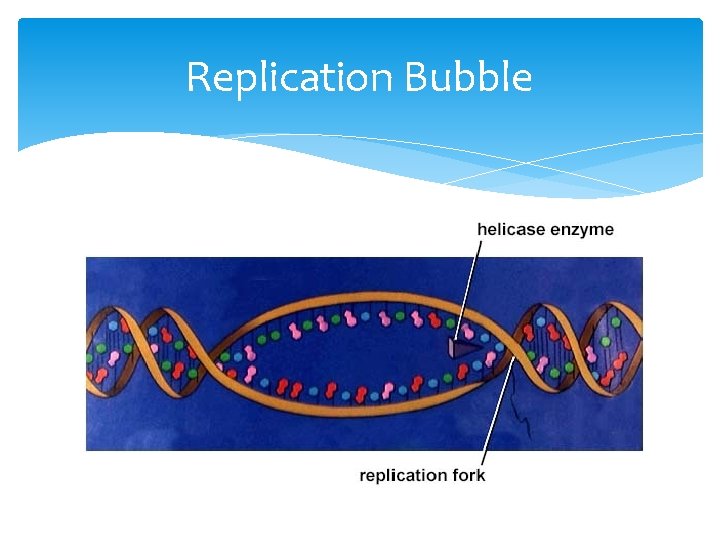 Replication Bubble 