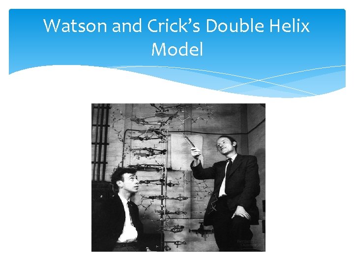 Watson and Crick’s Double Helix Model 
