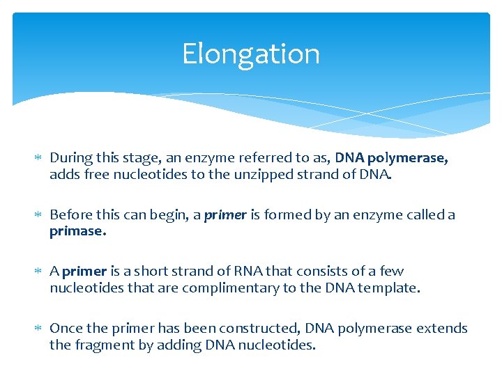 Elongation During this stage, an enzyme referred to as, DNA polymerase, adds free nucleotides