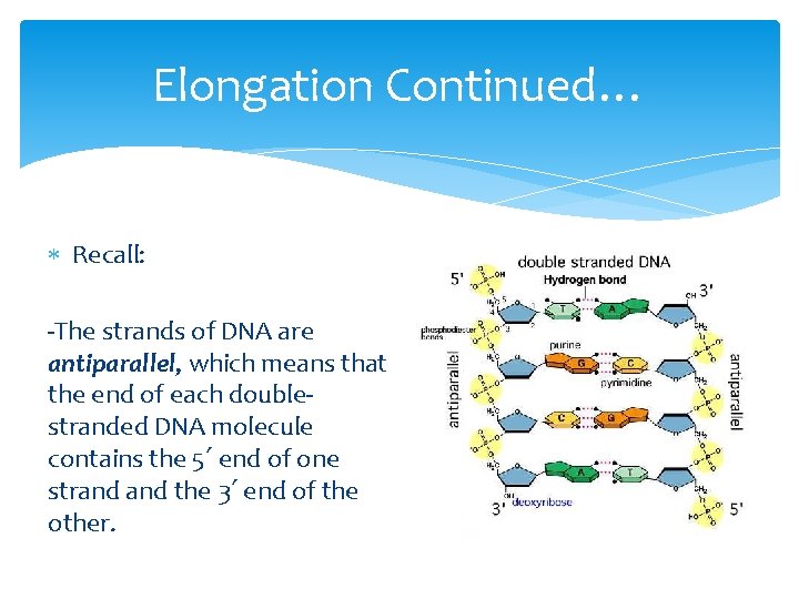 Elongation Continued… Recall: -The strands of DNA are antiparallel, which means that the end