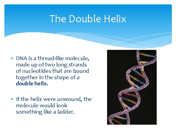 The Double Helix DNA is a thread-like molecule, made up of two long strands
