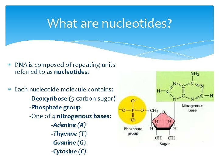 What are nucleotides? DNA is composed of repeating units referred to as nucleotides. Each
