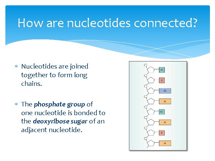 How are nucleotides connected? Nucleotides are joined together to form long chains. The phosphate