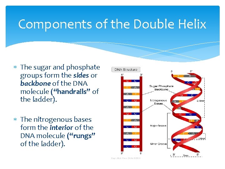 Components of the Double Helix The sugar and phosphate groups form the sides or