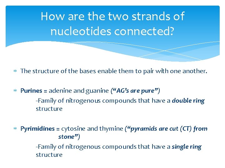 How are the two strands of nucleotides connected? The structure of the bases enable