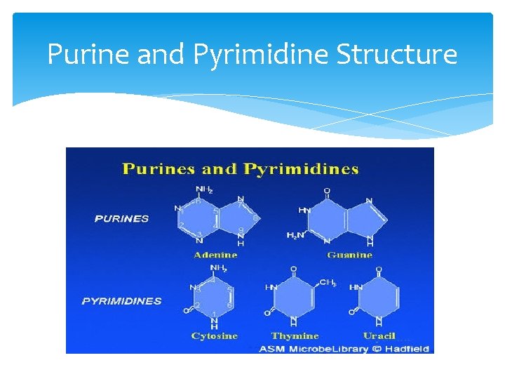 Purine and Pyrimidine Structure 