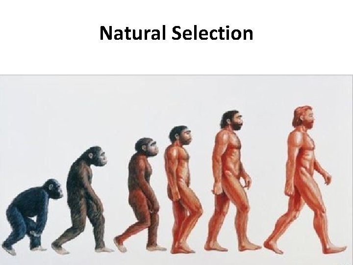 Natural Selection 