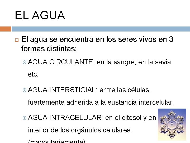 EL AGUA El agua se encuentra en los seres vivos en 3 formas distintas: