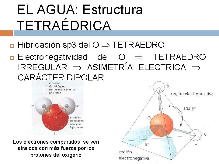 EL AGUA: Estructura TETRAÉDRICA Hibridación sp 3 del O TETRAEDRO Electronegatividad del O TETRAEDRO