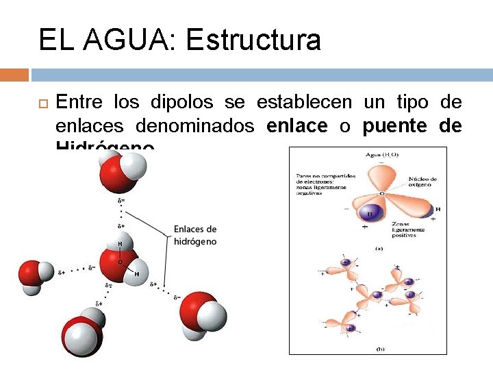 EL AGUA: Estructura Entre los dipolos se establecen un tipo de enlaces denominados enlace