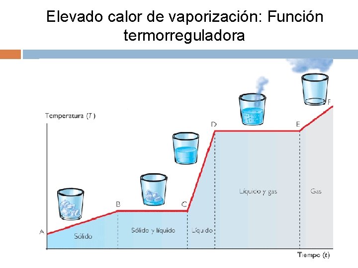 Elevado calor de vaporización: Función termorreguladora 