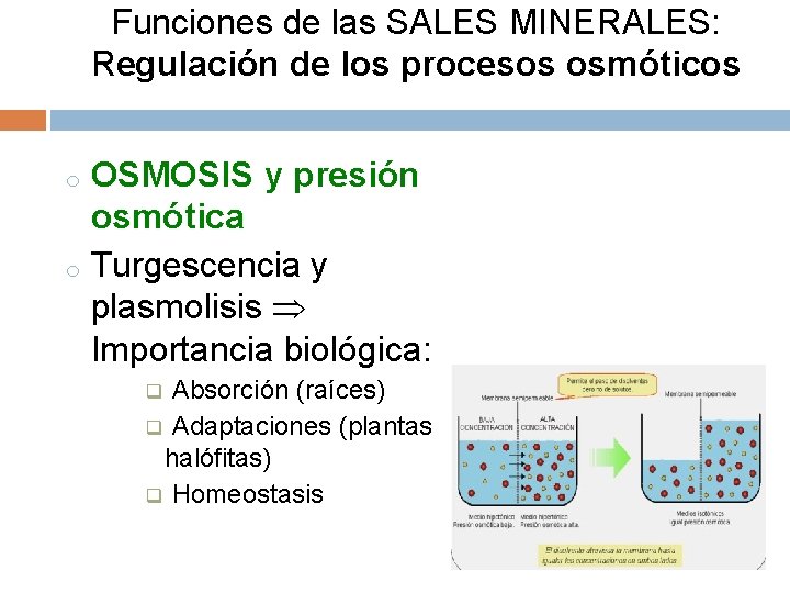 Funciones de las SALES MINERALES: Regulación de los procesos osmóticos OSMOSIS y presión osmótica