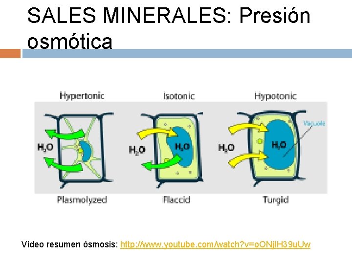 SALES MINERALES: Presión osmótica Video resumen ósmosis: http: //www. youtube. com/watch? v=o. ONj. IH