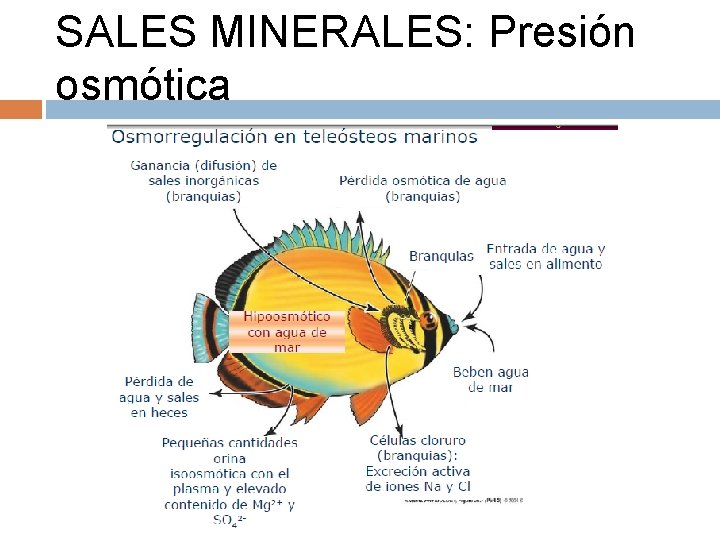 SALES MINERALES: Presión osmótica 