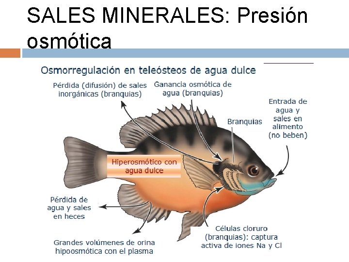 SALES MINERALES: Presión osmótica 