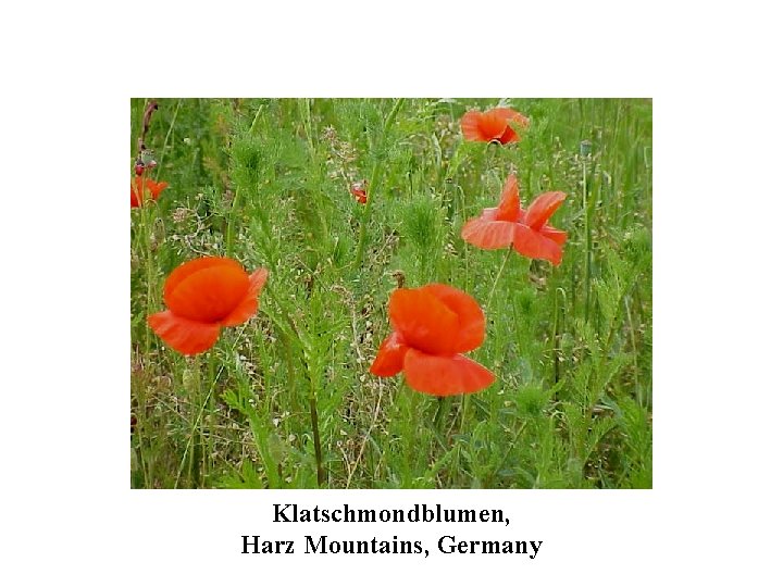 Klatschmondblumen, Harz Mountains, Germany 