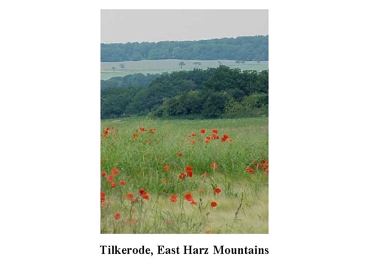 Tilkerode, East Harz Mountains 