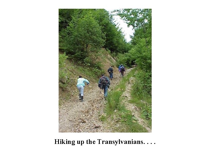 Hiking up the Transylvanians. . 