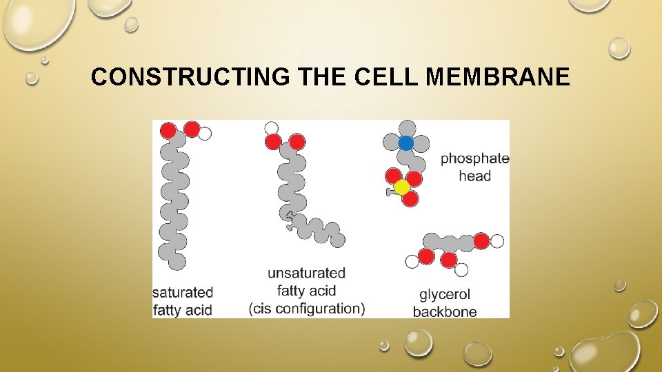 CONSTRUCTING THE CELL MEMBRANE 