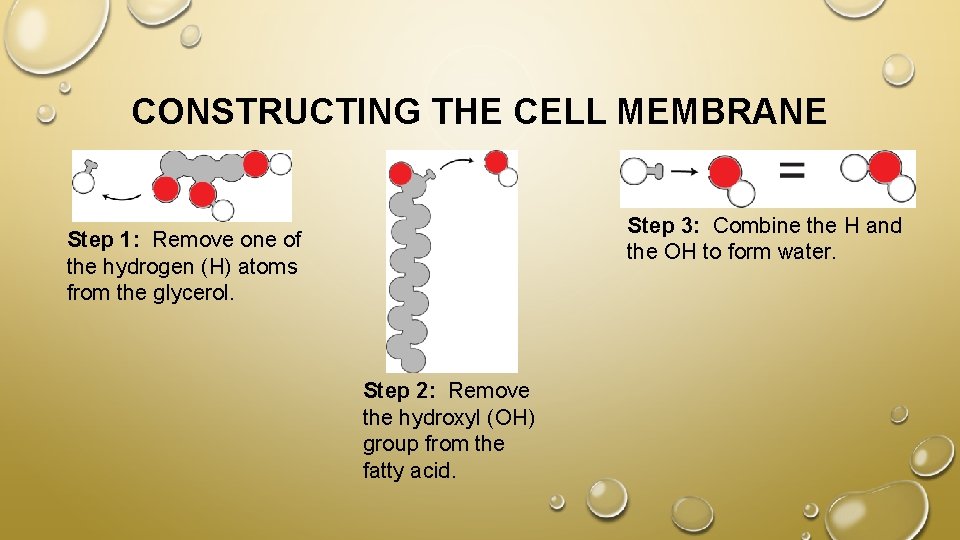 CONSTRUCTING THE CELL MEMBRANE Step 3: Combine the H and the OH to form