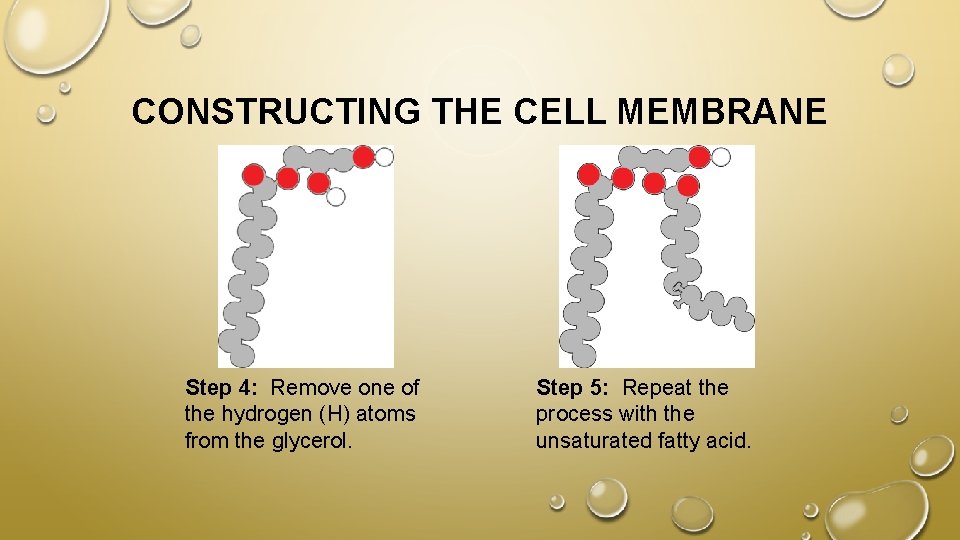 CONSTRUCTING THE CELL MEMBRANE Step 4: Remove one of the hydrogen (H) atoms from