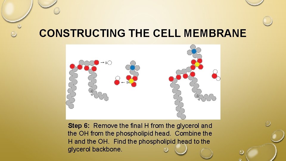 CONSTRUCTING THE CELL MEMBRANE Step 6: Remove the final H from the glycerol and