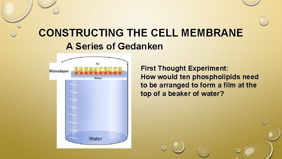 CONSTRUCTING THE CELL MEMBRANE A Series of Gedanken Experiments! First Thought Experiment: How would
