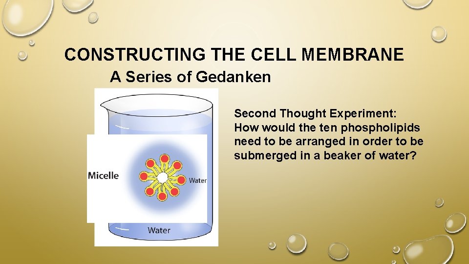 CONSTRUCTING THE CELL MEMBRANE A Series of Gedanken Experiments! Second Thought Experiment: How would