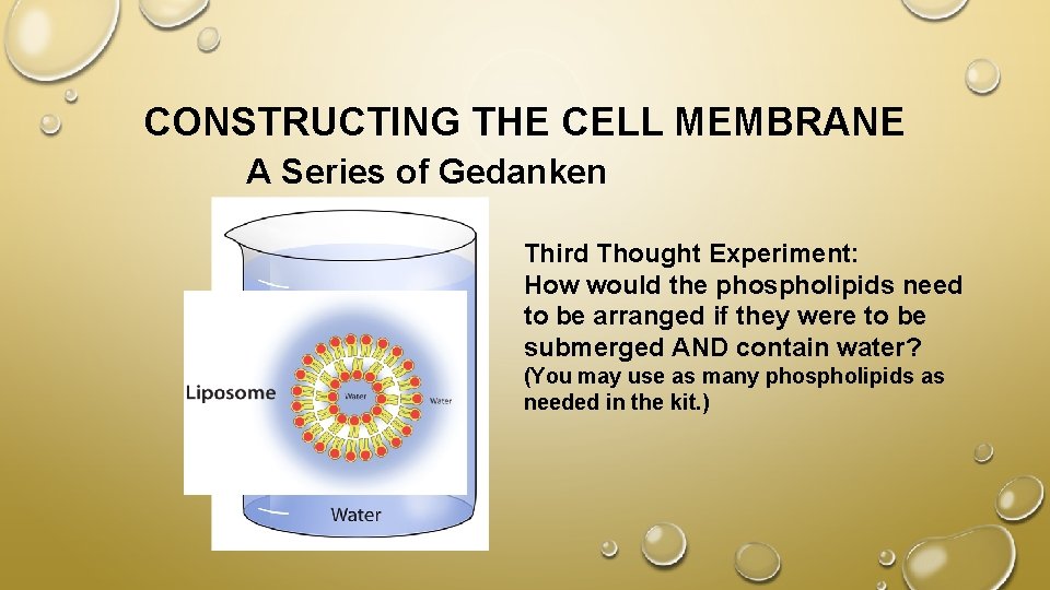 CONSTRUCTING THE CELL MEMBRANE A Series of Gedanken Experiments! Third Thought Experiment: How would