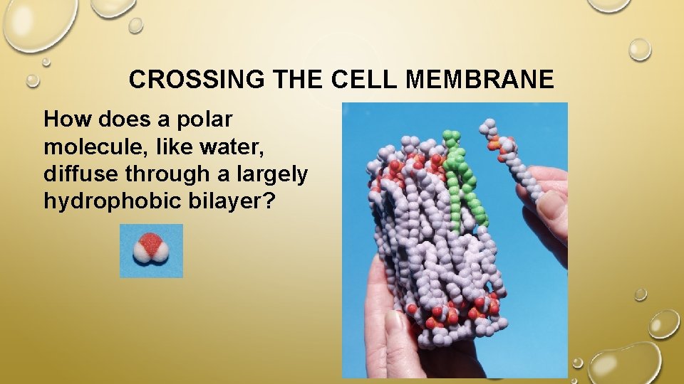 CROSSING THE CELL MEMBRANE How does a polar molecule, like water, diffuse through a