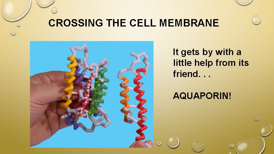 CROSSING THE CELL MEMBRANE It gets by with a little help from its friend.