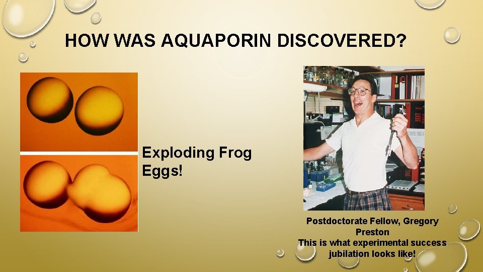 HOW WAS AQUAPORIN DISCOVERED? Exploding Frog Eggs! Postdoctorate Fellow, Gregory Preston This is what
