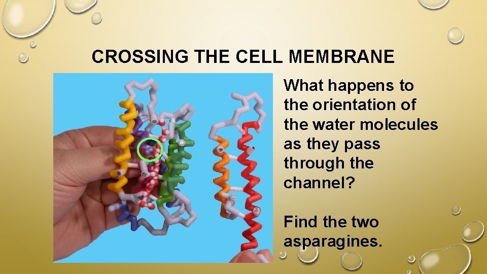 CROSSING THE CELL MEMBRANE What happens to the orientation of the water molecules as