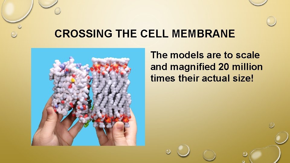CROSSING THE CELL MEMBRANE The models are to scale and magnified 20 million times