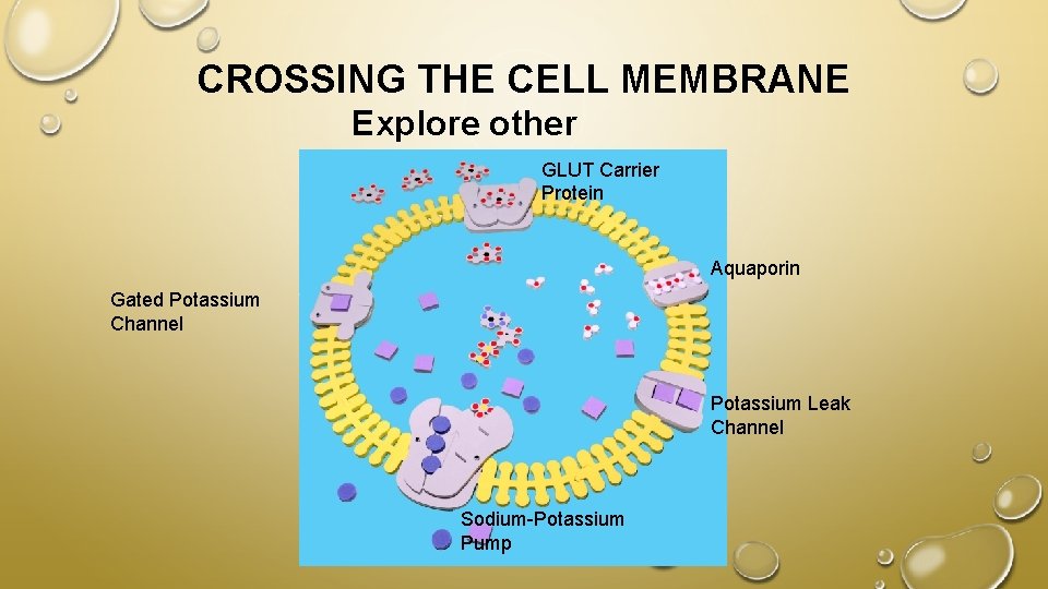 CROSSING THE CELL MEMBRANE Explore other channels! GLUT Carrier Protein Aquaporin Gated Potassium Channel