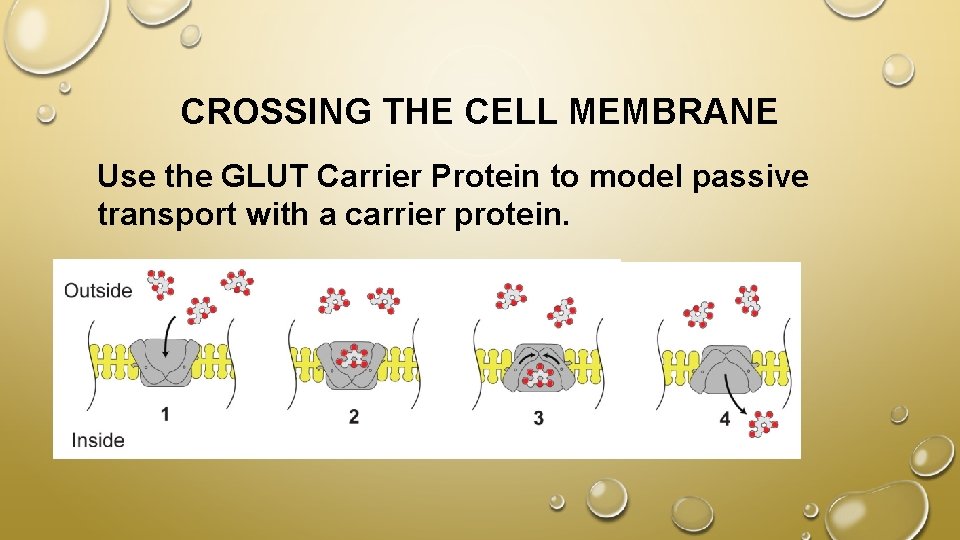 CROSSING THE CELL MEMBRANE Use the GLUT Carrier Protein to model passive transport with