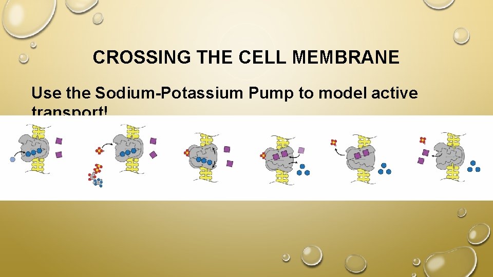 CROSSING THE CELL MEMBRANE Use the Sodium-Potassium Pump to model active transport! 