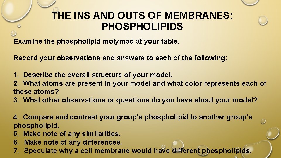 THE INS AND OUTS OF MEMBRANES: PHOSPHOLIPIDS Examine the phospholipid molymod at your table.