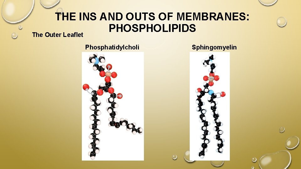 THE INS AND OUTS OF MEMBRANES: PHOSPHOLIPIDS The Outer Leaflet Phosphatidylcholi ne Sphingomyelin 