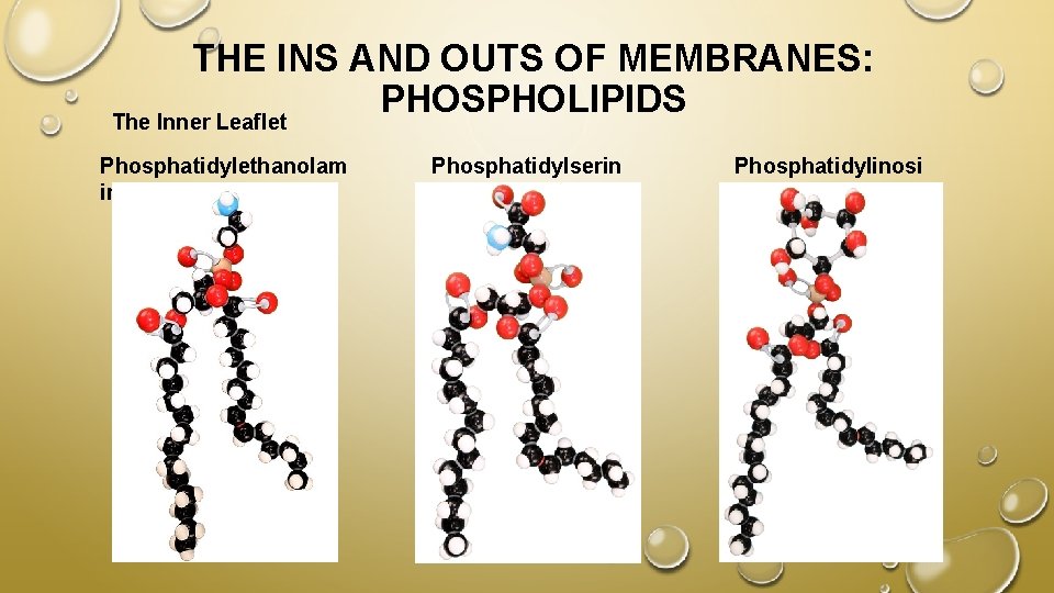 THE INS AND OUTS OF MEMBRANES: PHOSPHOLIPIDS The Inner Leaflet Phosphatidylethanolam ine Phosphatidylserin e
