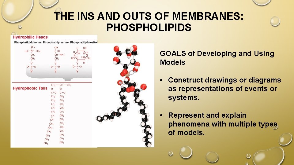 THE INS AND OUTS OF MEMBRANES: PHOSPHOLIPIDS GOALS of Developing and Using Models •