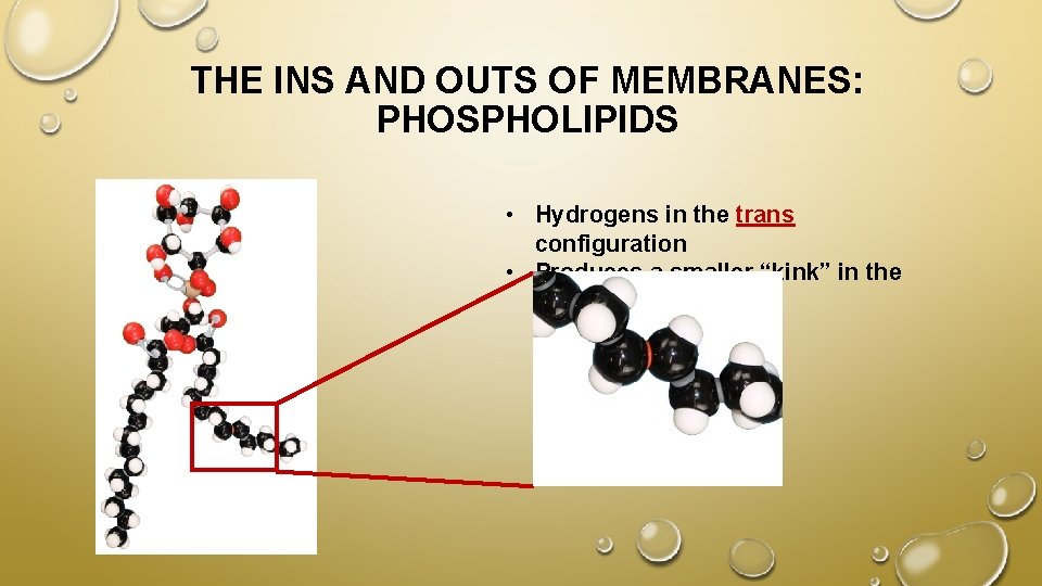 THE INS AND OUTS OF MEMBRANES: PHOSPHOLIPIDS • Hydrogens in the trans configuration •