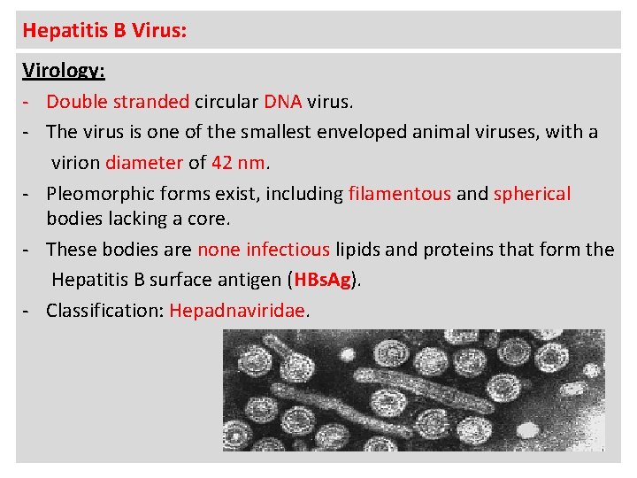 Hepatitis B Virus: Virology: - Double stranded circular DNA virus. - The virus is