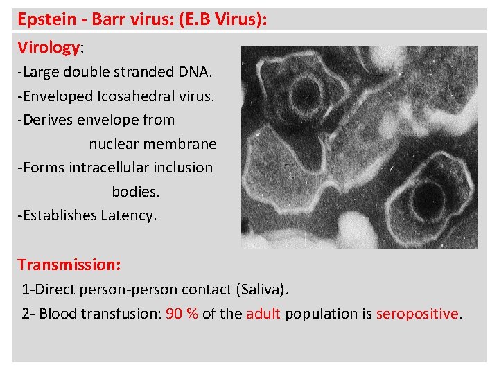 Epstein - Barr virus: (E. B Virus): Virology: -Large double stranded DNA. -Enveloped Icosahedral