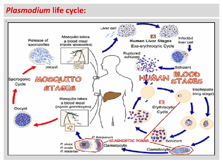 Plasmodium life cycle: a 