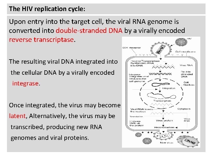 The HIV replication cycle: Upon entry into the target cell, the viral RNA genome