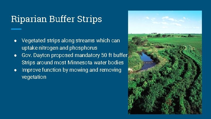 Riparian Buffer Strips ● Vegetated strips along streams which can uptake nitrogen and phosphorus