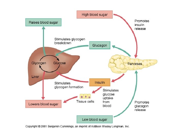 Insulin Functions 