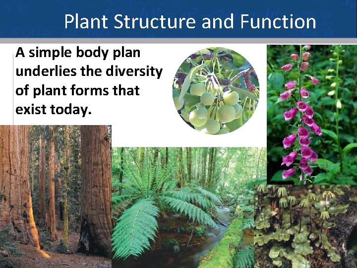 Plant Structure and Function A simple body plan underlies the diversity of plant forms
